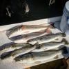 Trout and Redfish Longboat Key fishing.JPG